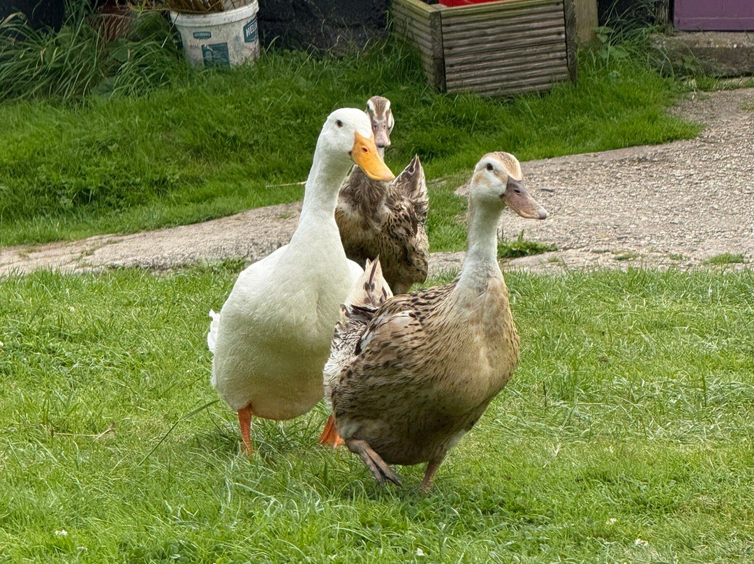 Cornish Lavender-佩伦波思必去景点
