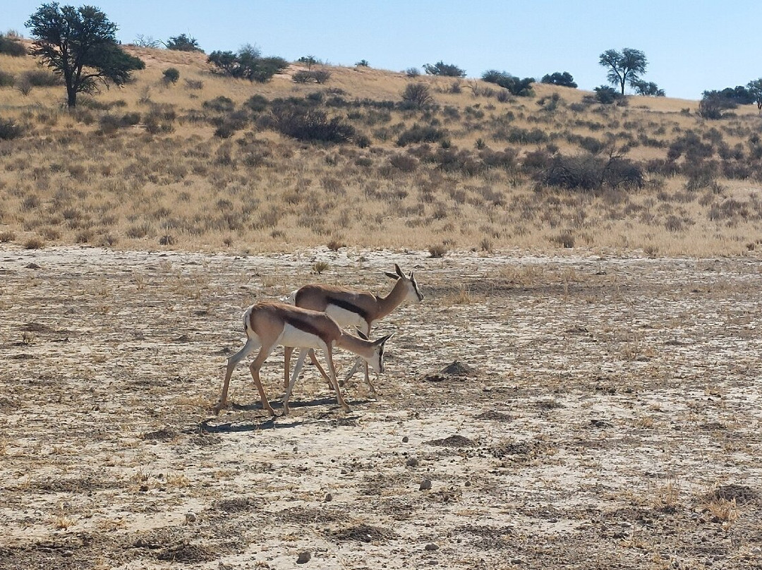 Kalahari Safaris - Desert Explorers-阿平顿必去景点