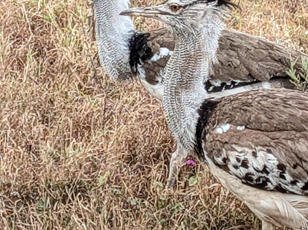 Carnivores Safaris Limited-阿鲁沙必去景点