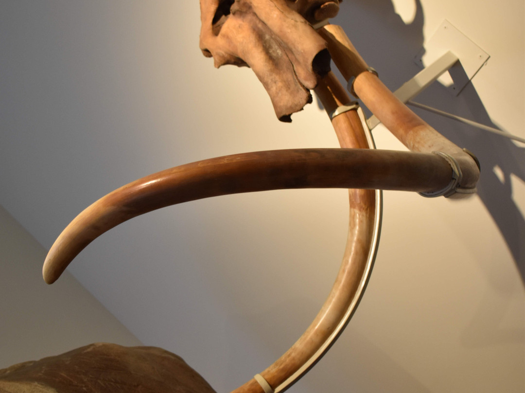 Musée Crozatier-勒皮必去景点