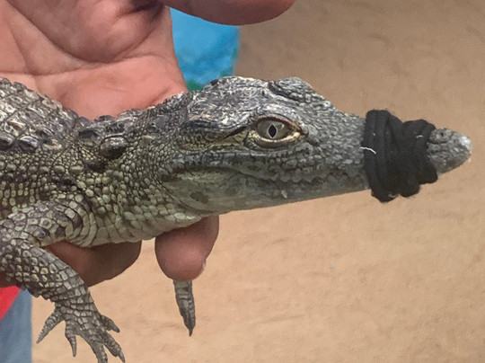 Mr Giza Tours-吉萨必去景点