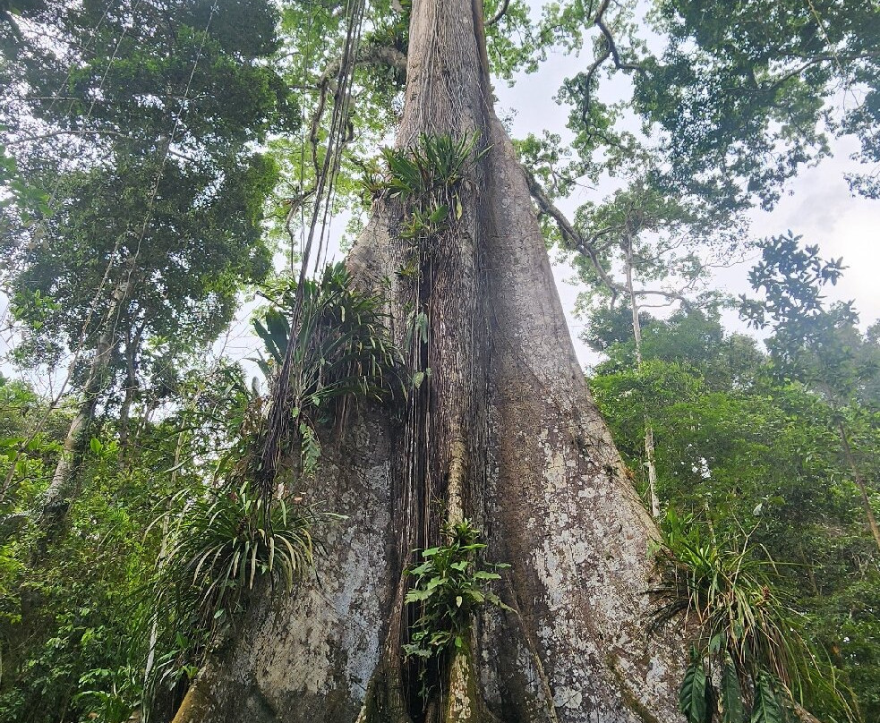 Amazon Golden Snake-伊基托斯必去景点