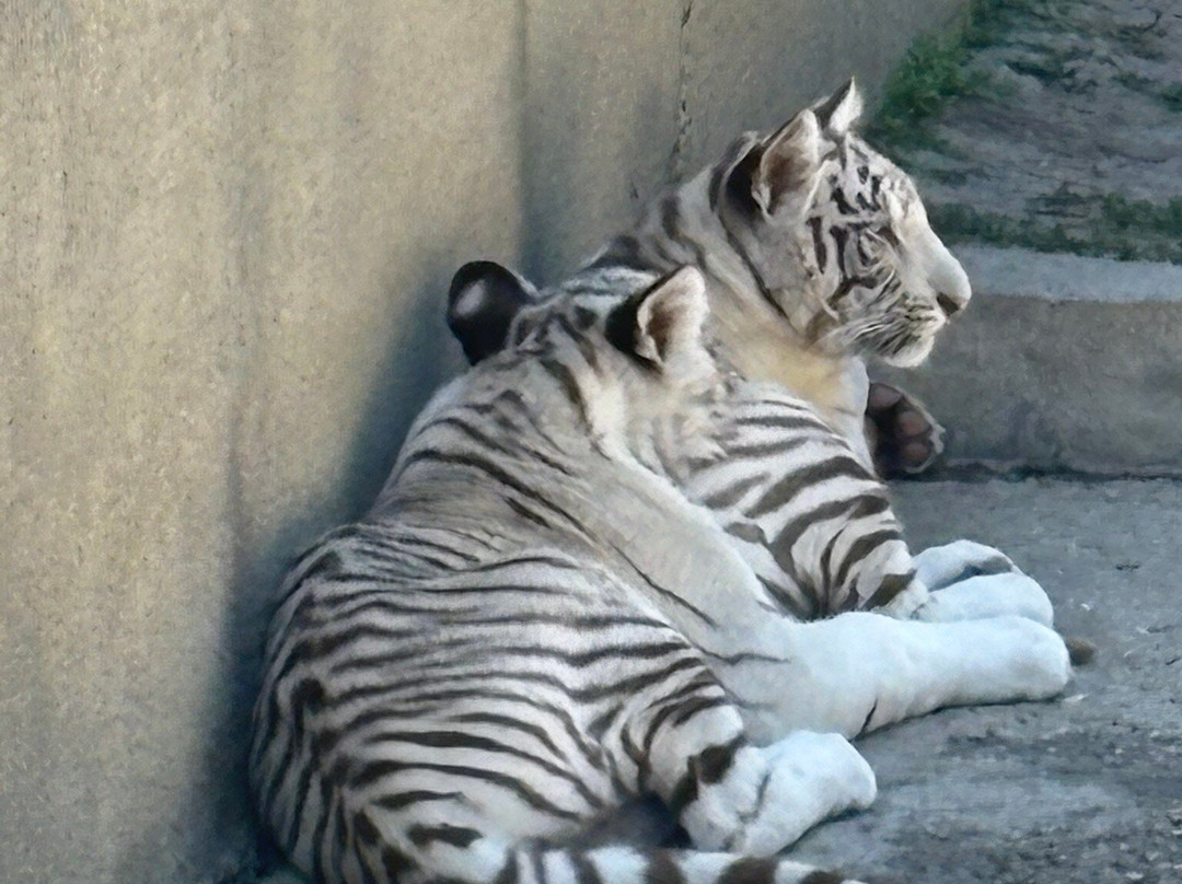 Parcul Nicolae Romanescu-克拉约瓦必去景点