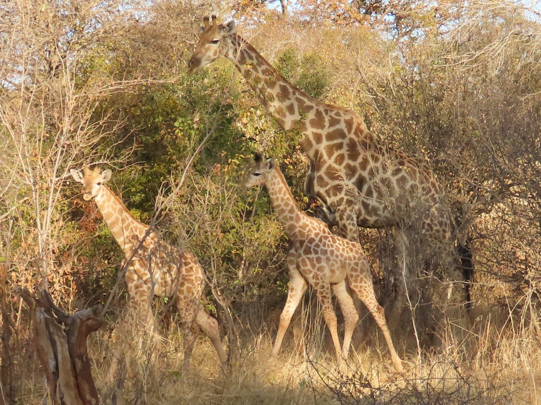 The Stanley and Livingstone-维多利亚瀑布必去景点