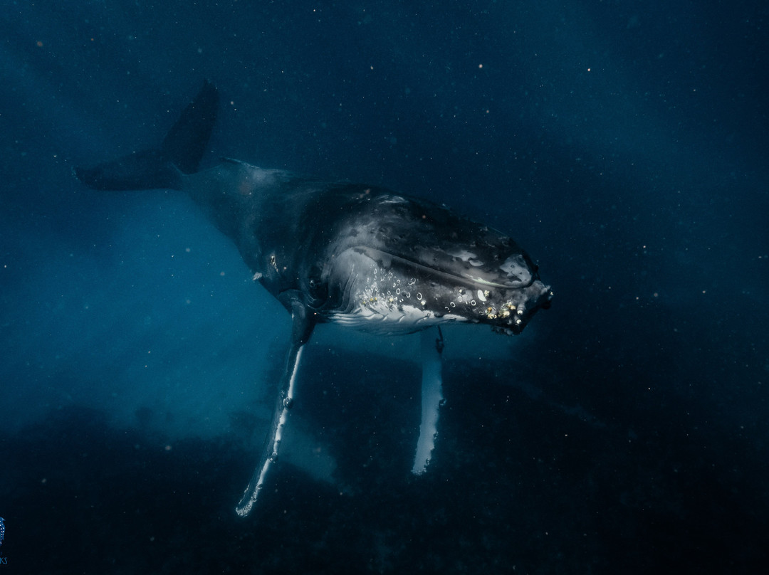 Coastal Adventure Tours (wa)-珊瑚湾必去景点