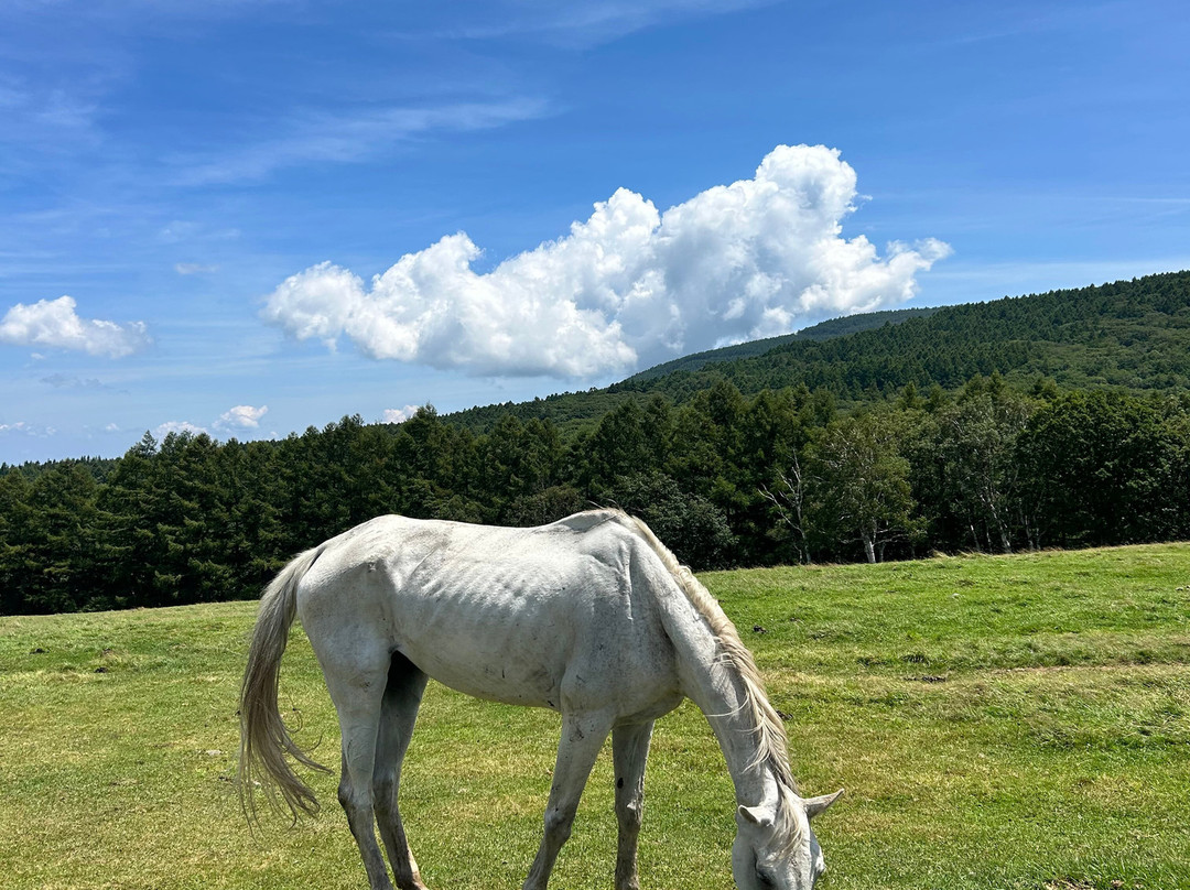Ikenotaira Shirakaba Kogen Hotel主图