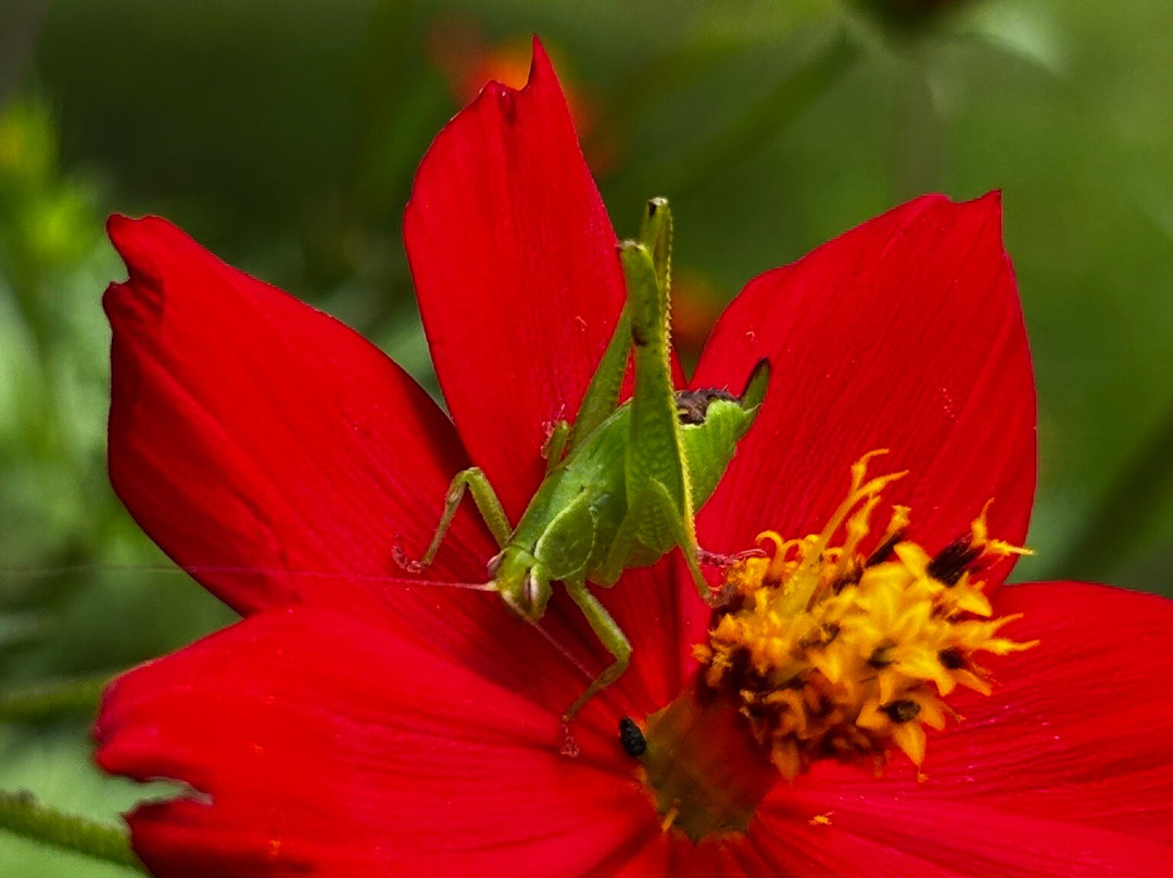 La Piedra Del Indio Waterfalls-Tilaran必去景点
