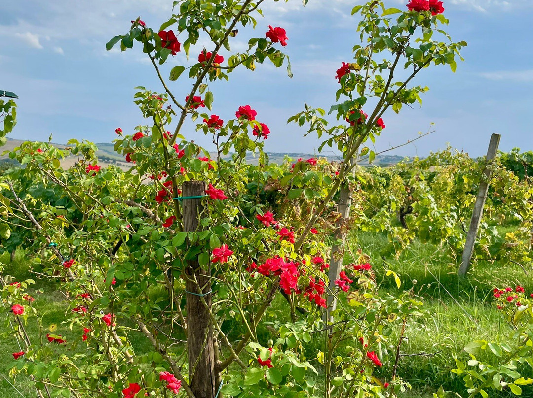 Azienda Agraria Guerrieri-Piagge必去景点