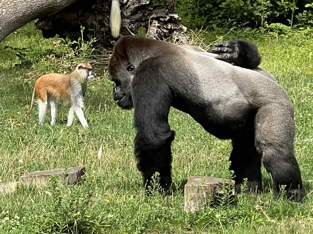 Zoo De Thoiry-Thoiry必去景点