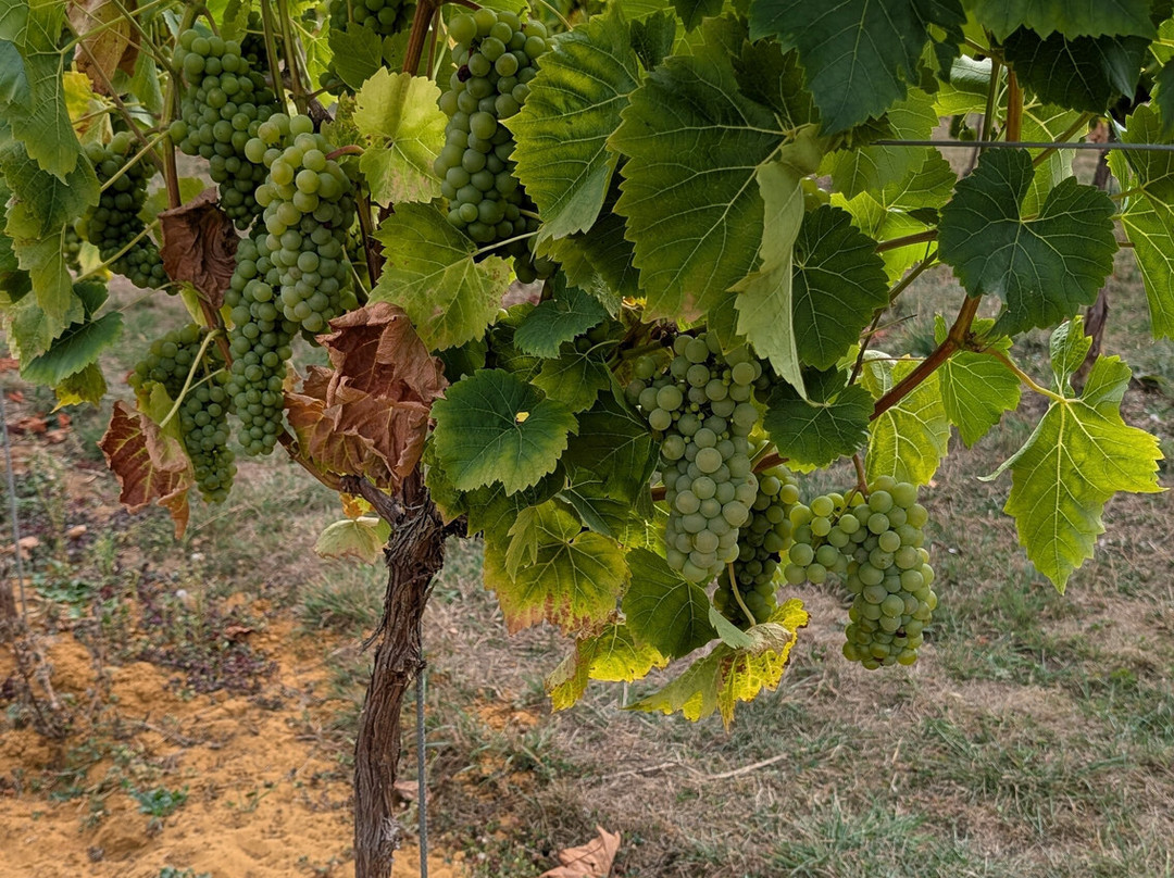 Larkhill Vineyard-泰特伯里必去景点