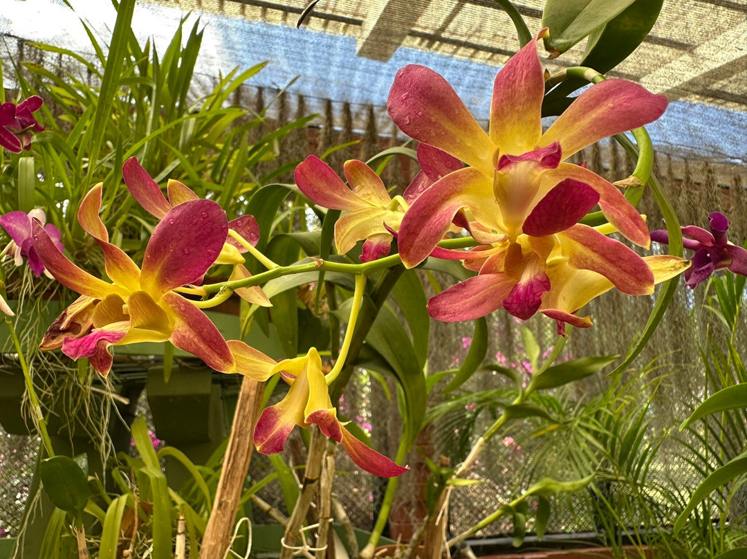 Royal Botanic Gardens Peradeniya-康提必去景点