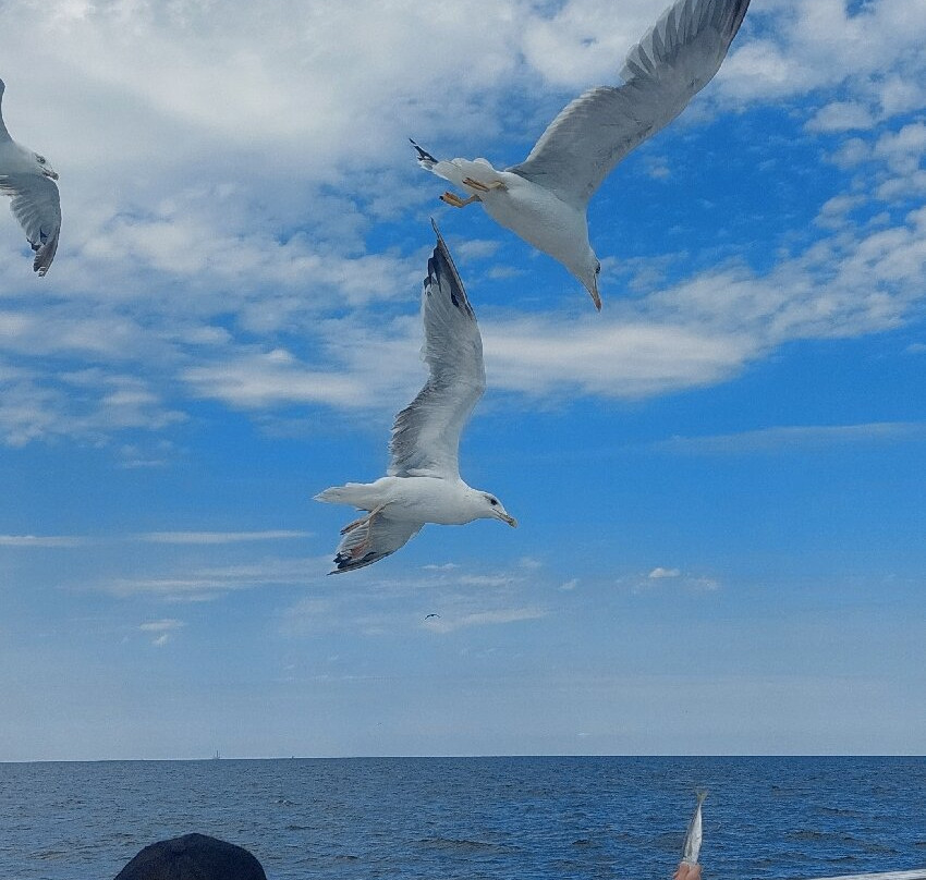 Motonave New Ghibli-切塞纳蒂科必去景点