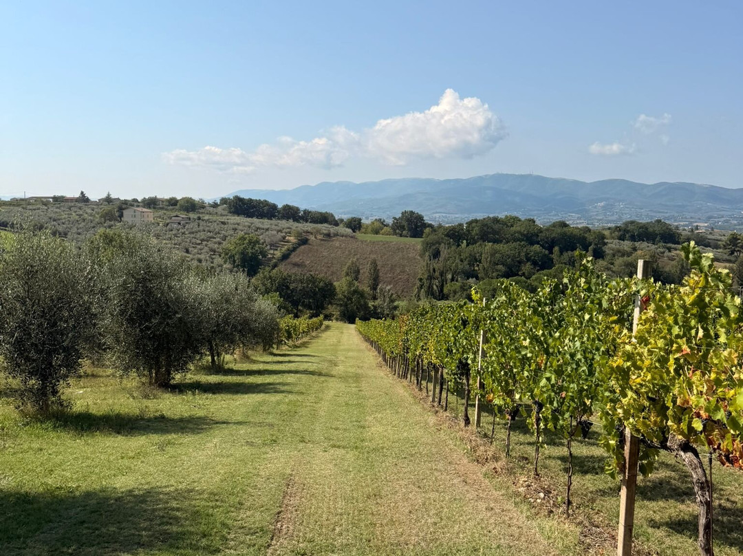 Montioni - Frantoio & Cantina-Montefalco必去景点