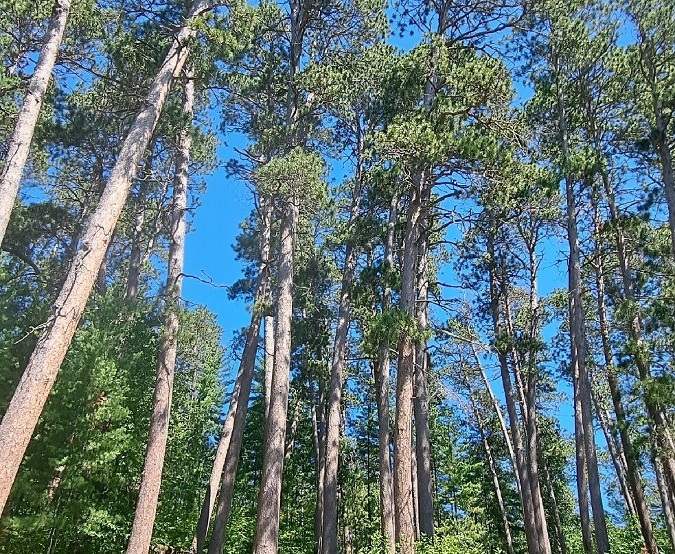 Preacher's Grove-Lake Itasca必去景点