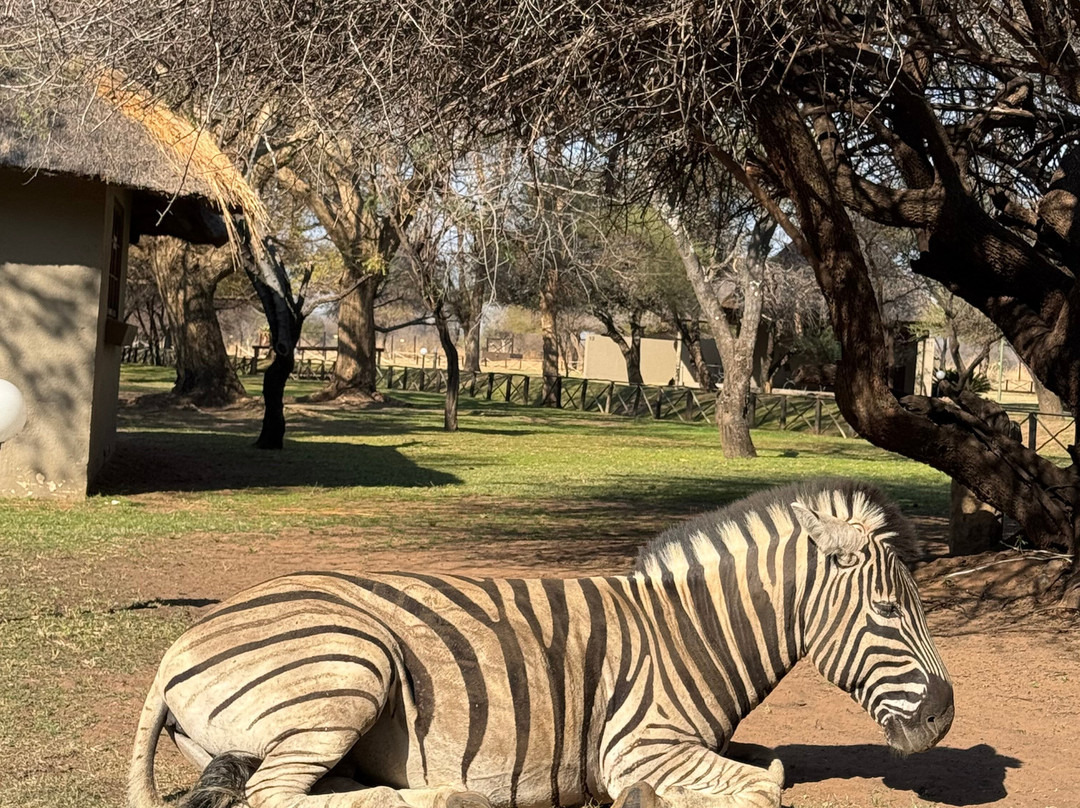 Wildside Tours and Safaris - Day Tours-约翰内斯堡必去景点