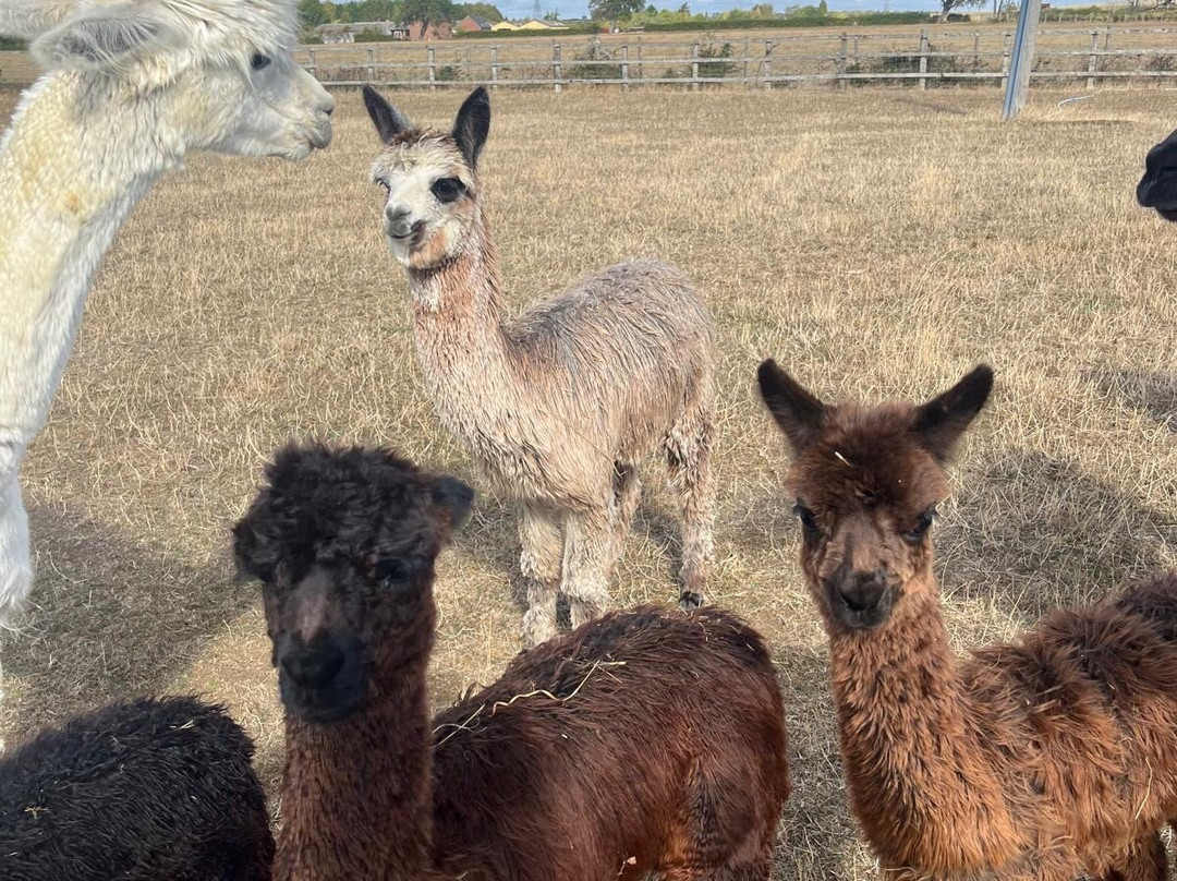 Cotswold Vale Alpacas-伊夫舍姆必去景点