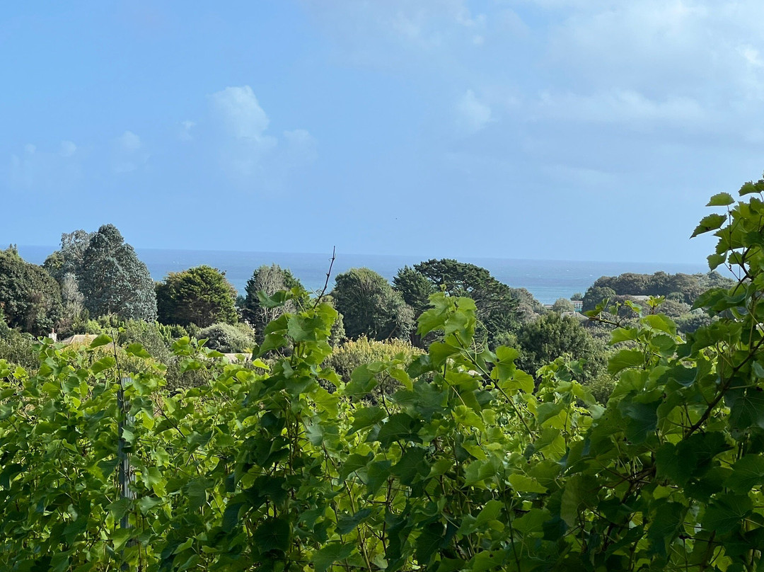 Polgoon Vineyard-彭赞斯必去景点