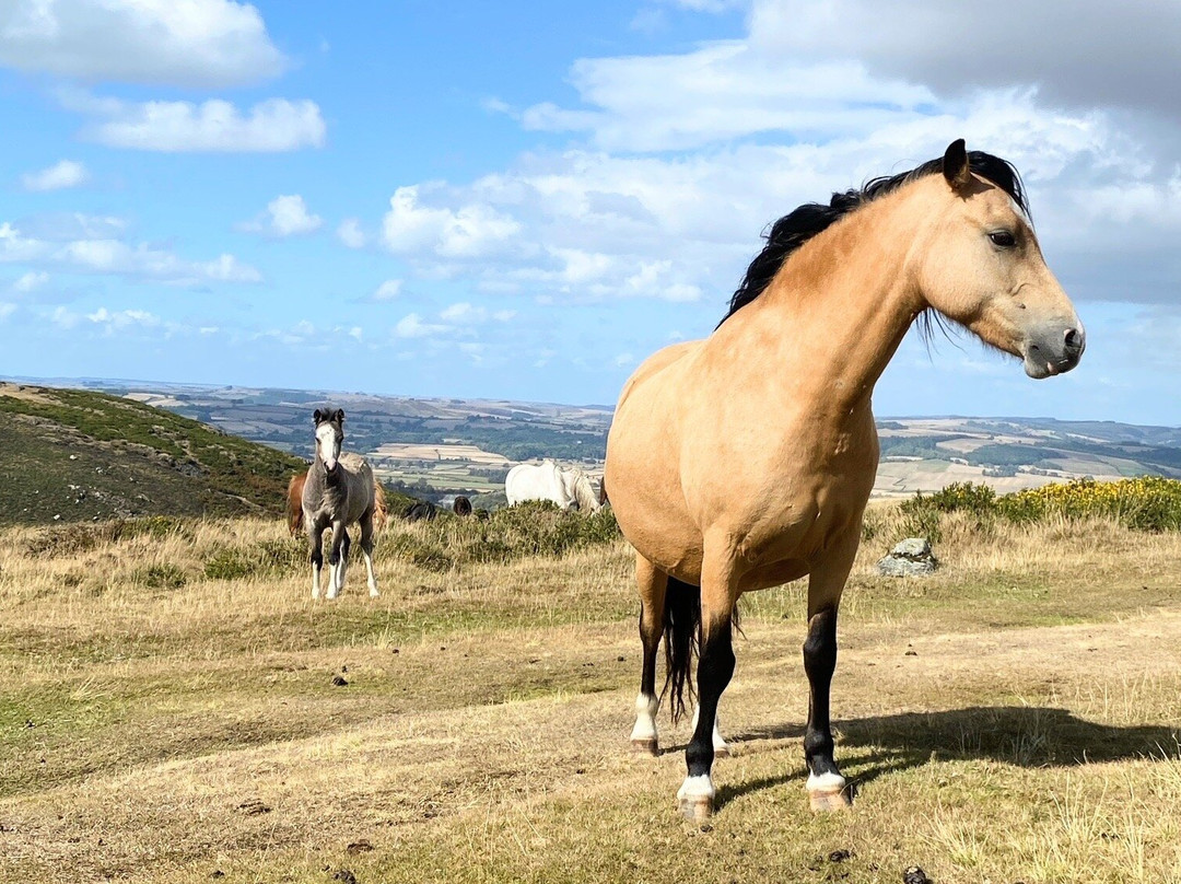 Hergest Ridge-Kington必去景点