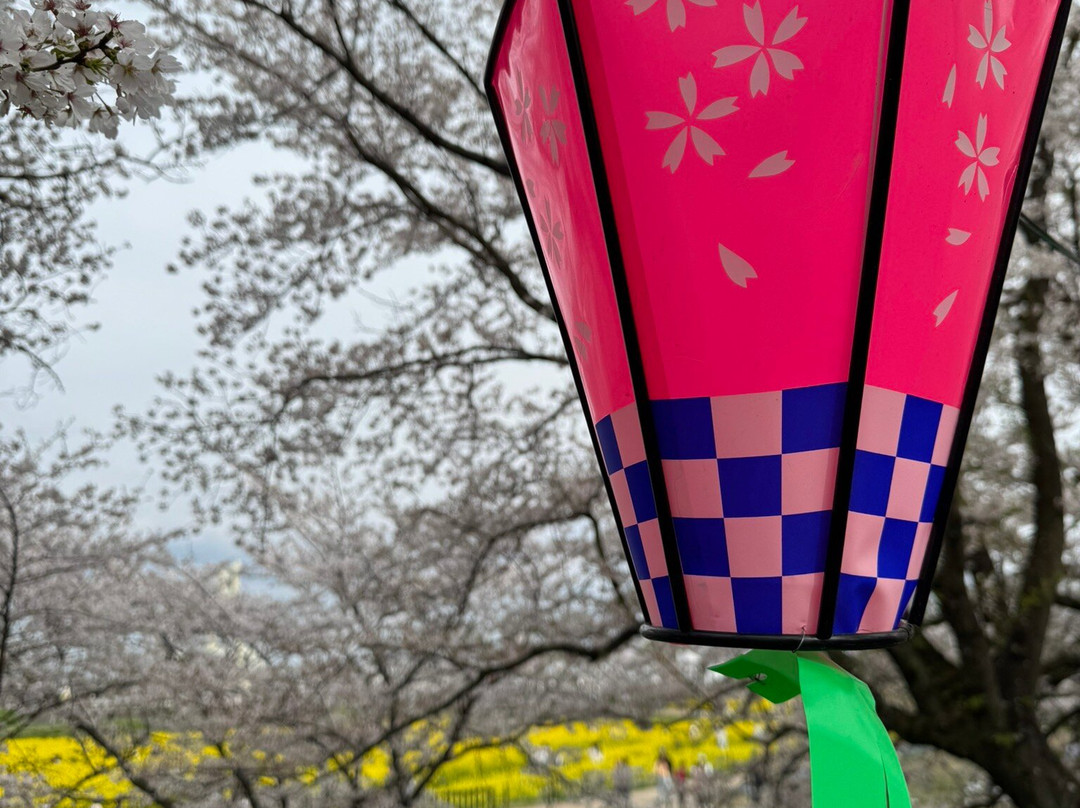 Gongendo Sakura Tsutsumi-幸手市必去景点