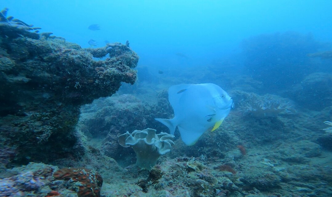 Juara Scuba Academy-刁曼岛必去景点