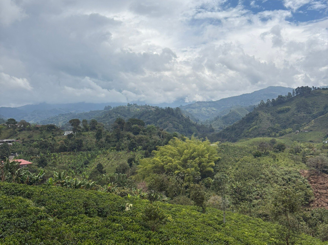 Finca  Buenos Aires coffee Tour-萨伦托必去景点