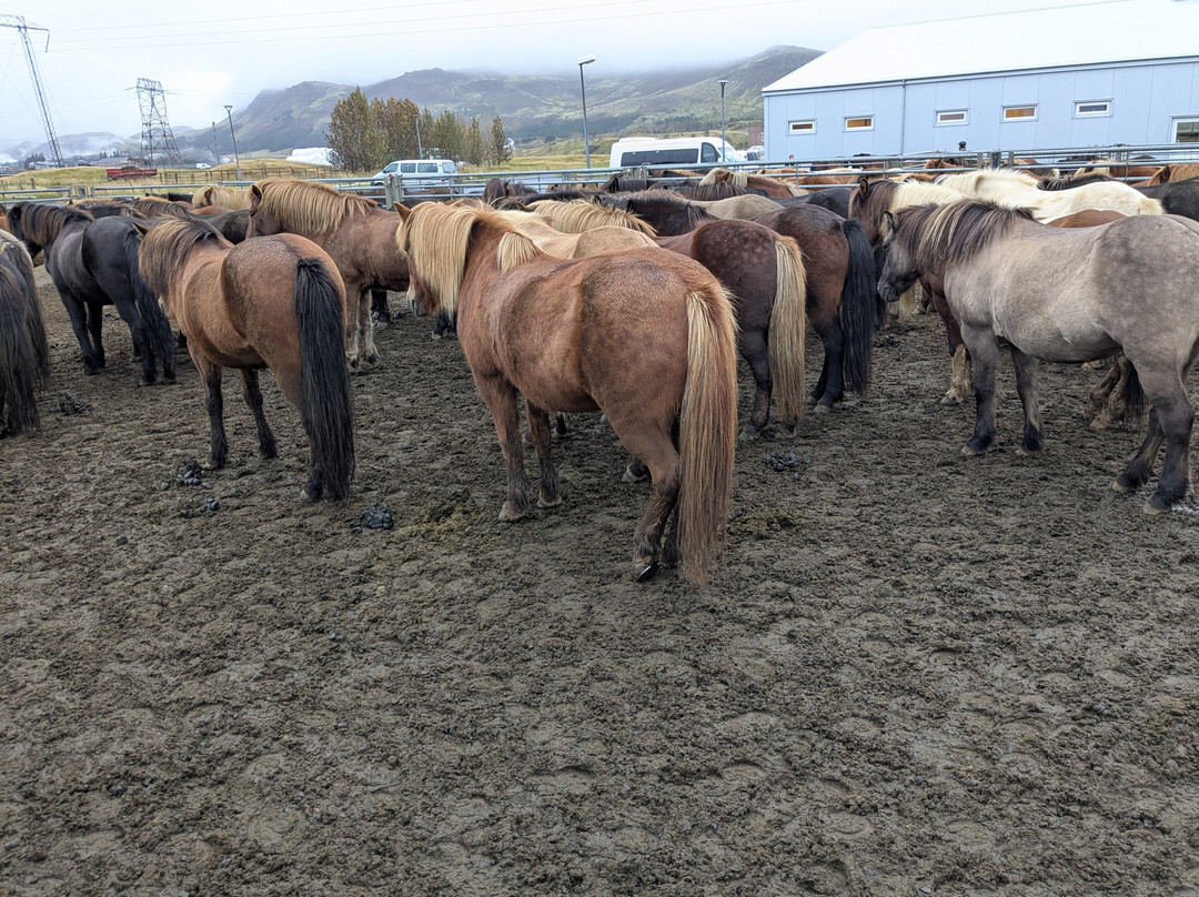 Eldhestar Volcano Horses-Olfus必去景点