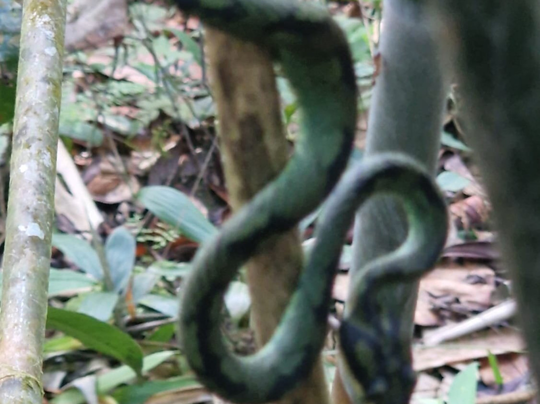 Sinharaja Rainforest Tour-Deniyaya必去景点