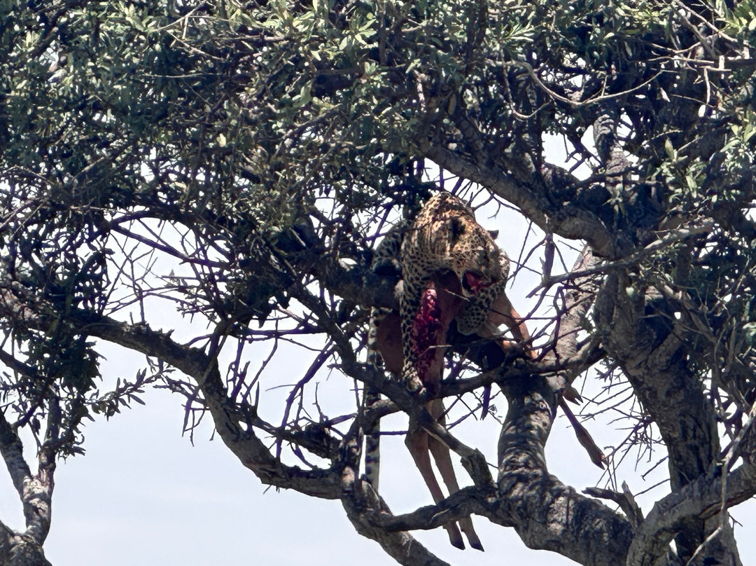 Adventure Out Loud-Kandanga必去景点