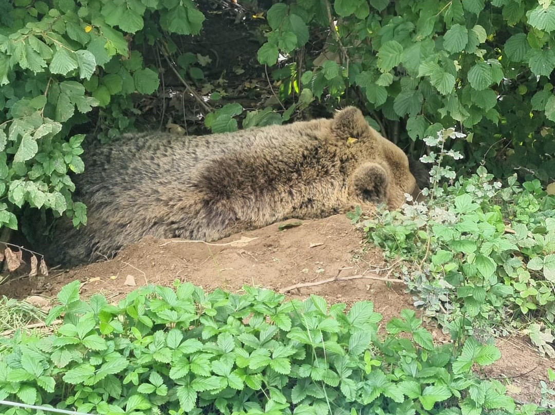 Bear Sanctuary-Kuterevo必去景点