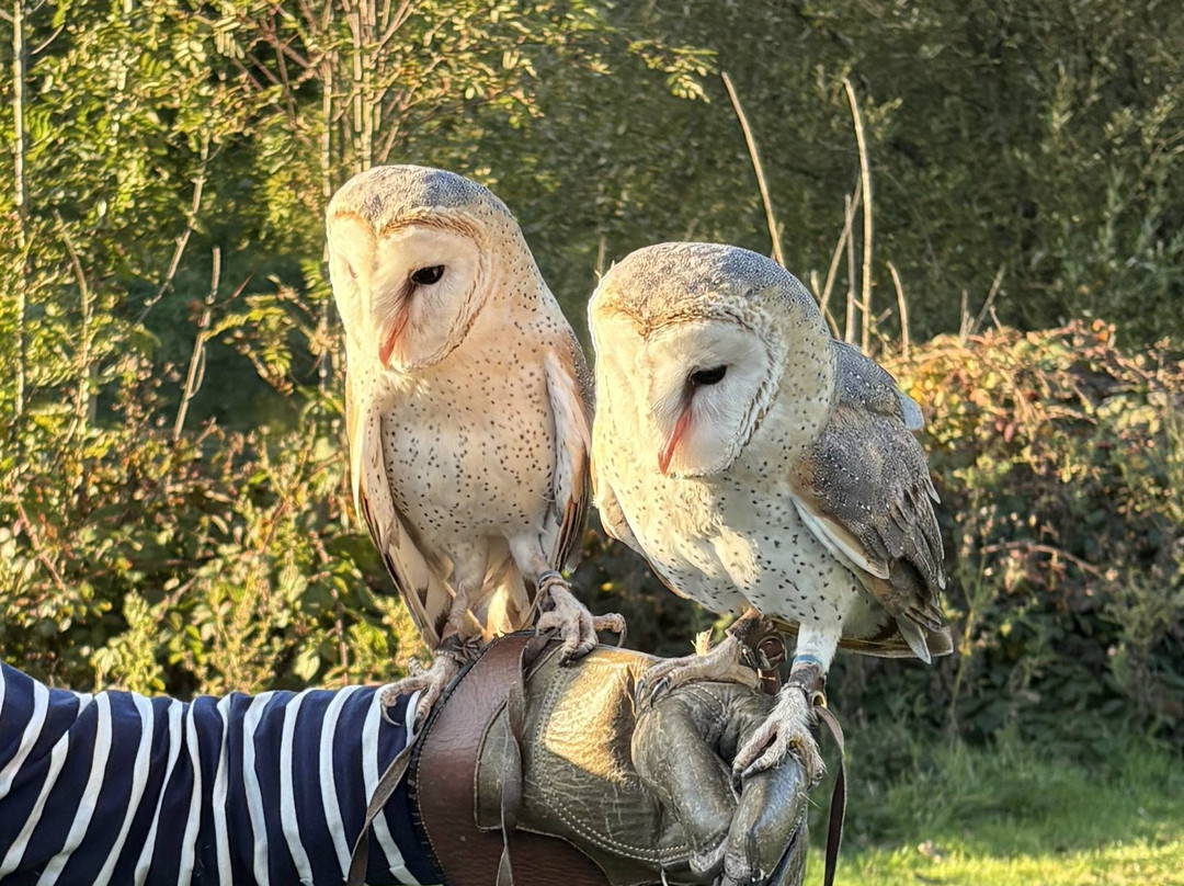 Falconry Experience Wales-Newtown必去景点