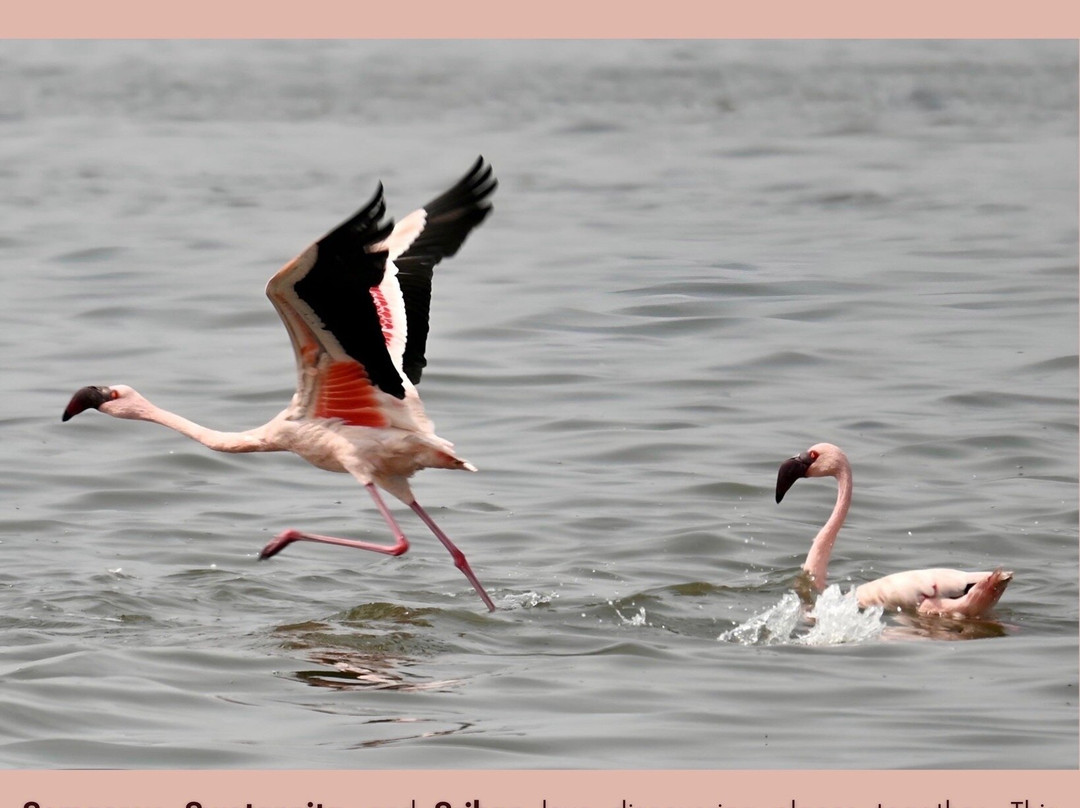 Thane Creek Flamingo Sanctuary-新孟买必去景点