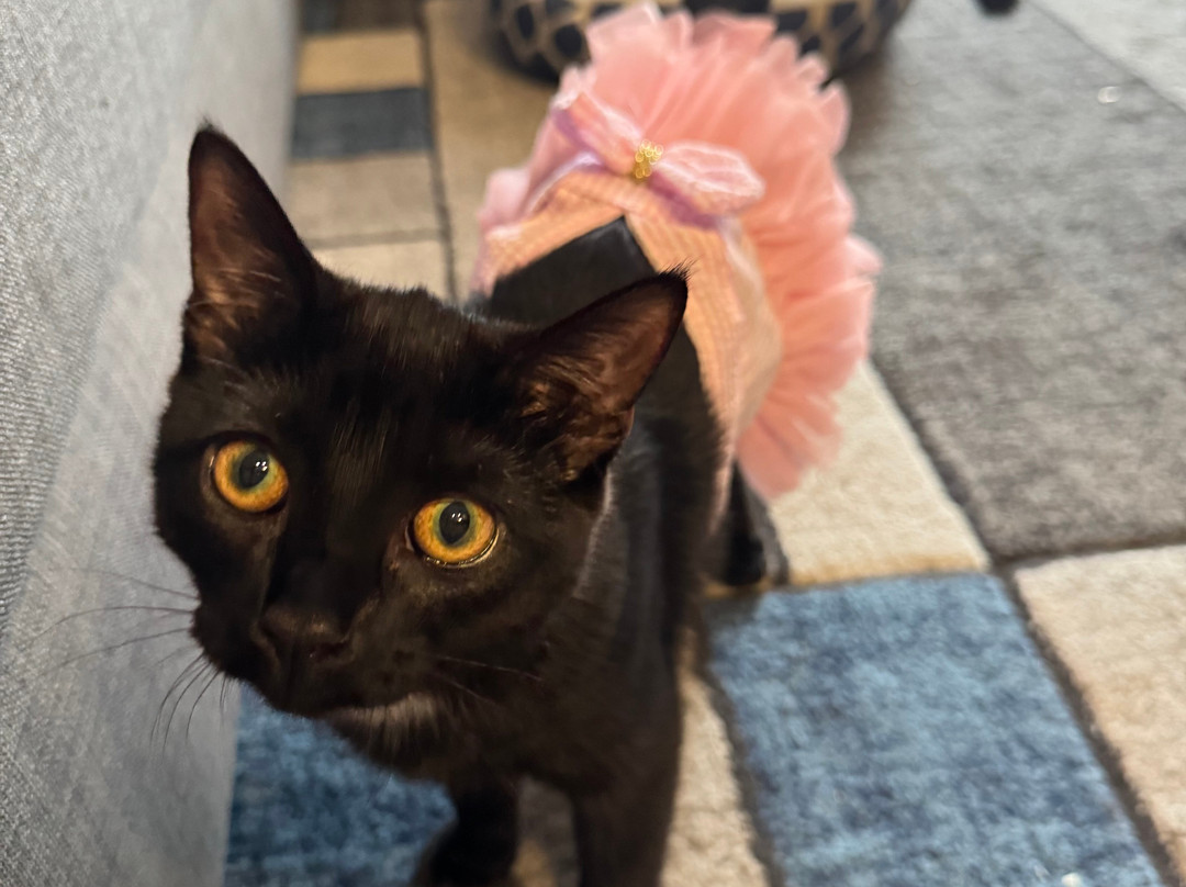 默特尔沙滩-美特尔海滩必去景点