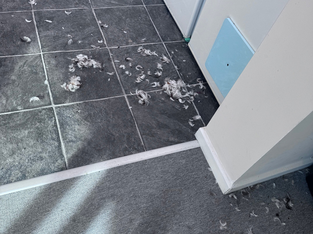 City Centre Guest House - Gloucester Park主图