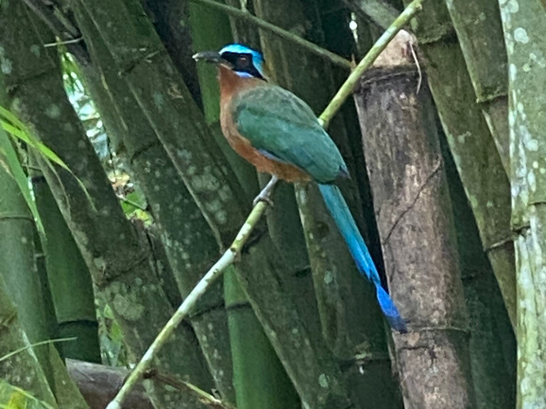 Woody Tours Tobago-Mason Hall必去景点
