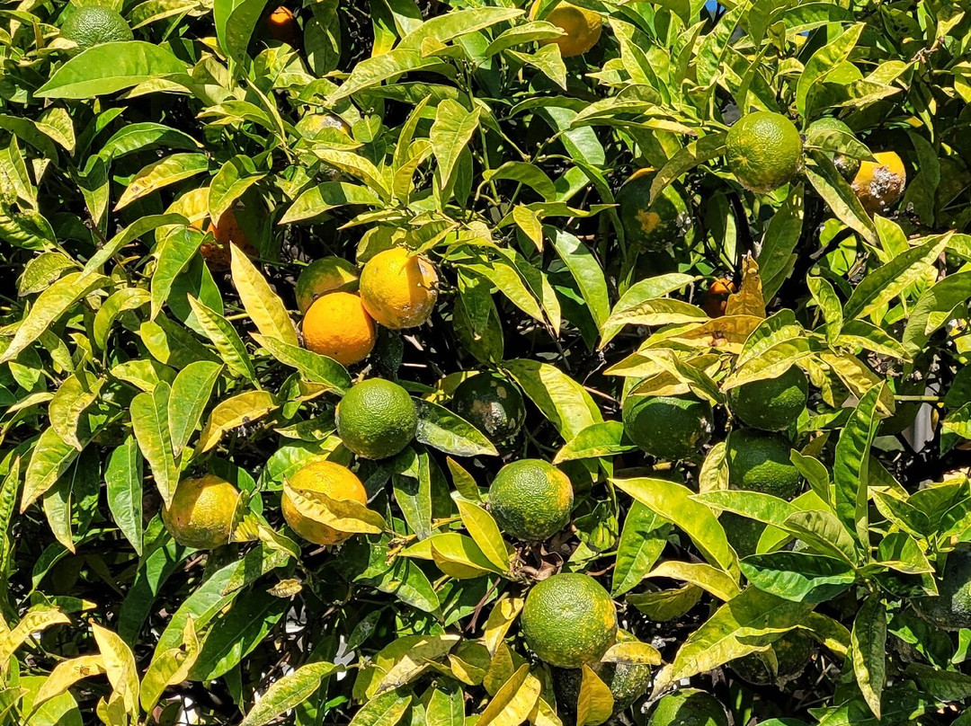 Limonaia La Malora-加尔尼亚诺必去景点