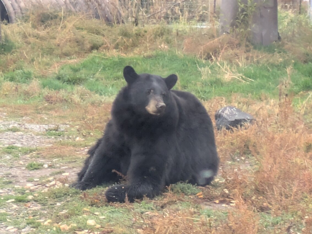 黄石公园熊世界-雷克斯堡必去景点