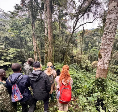 Gorilla specialist-坎帕拉必去景点