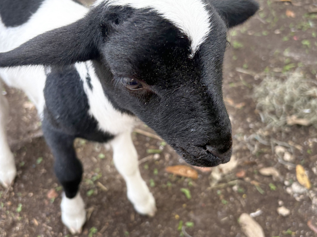 Green Meadows Petting Farm-基西米必去景点