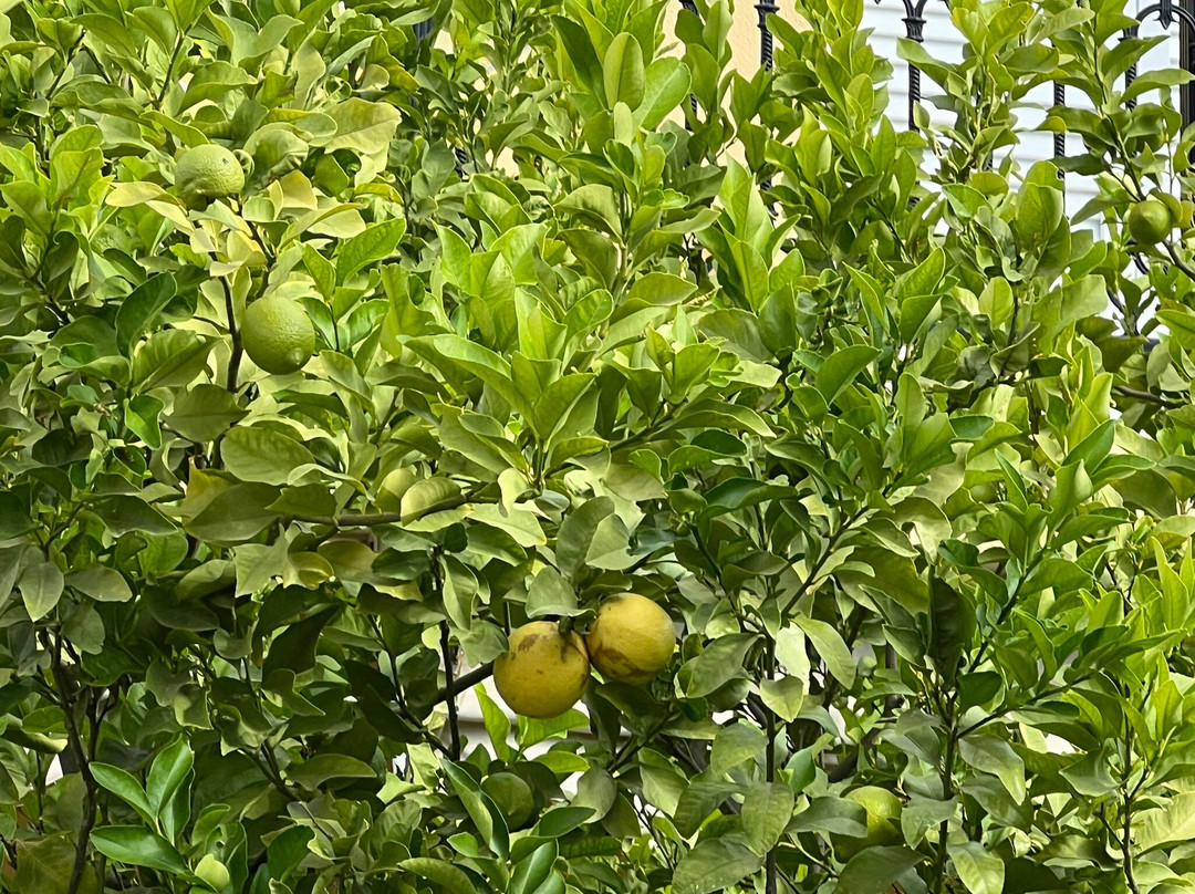 Sunshine Pension主图