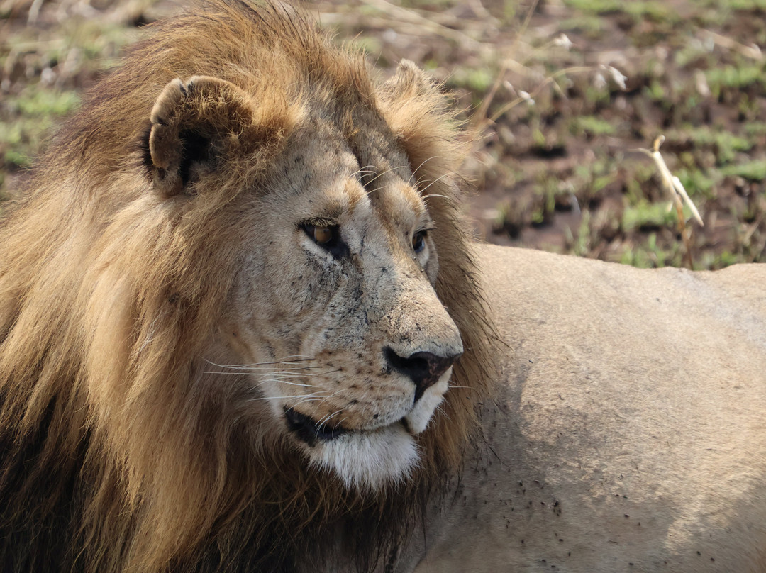 Entice Africa Safaris-内罗毕必去景点