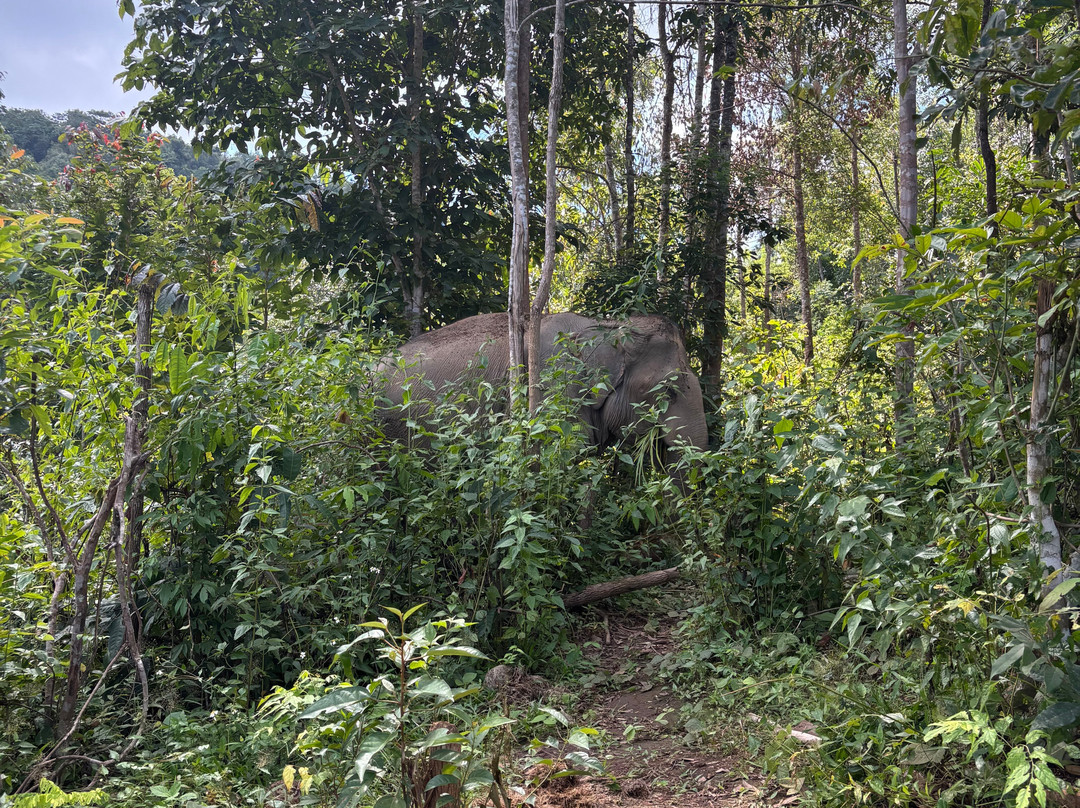 Elephant Village Sanctuary-清迈必去景点