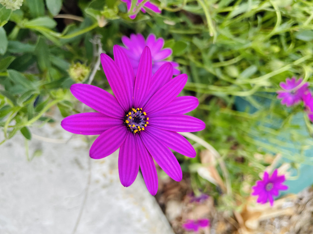 Station Street Park-Carlton必去景点