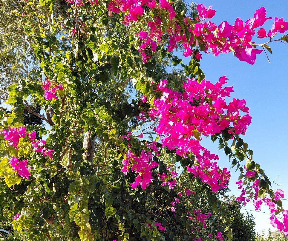 Rhodian Sun Hotel主图