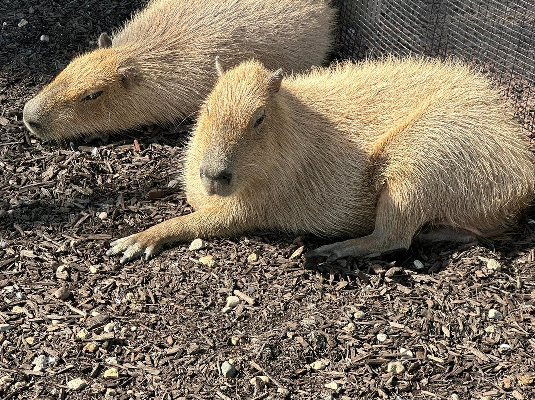 Safari Lake Geneva-日内瓦湖必去景点
