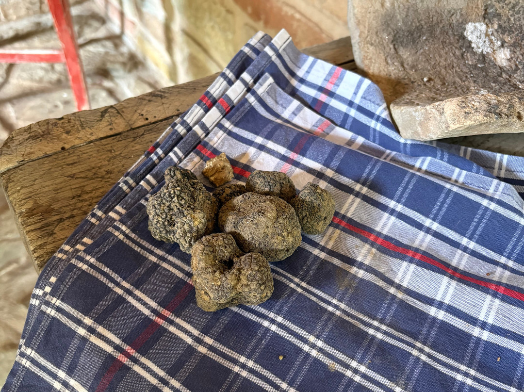 Truffles Hunting in Le Marche-Force必去景点