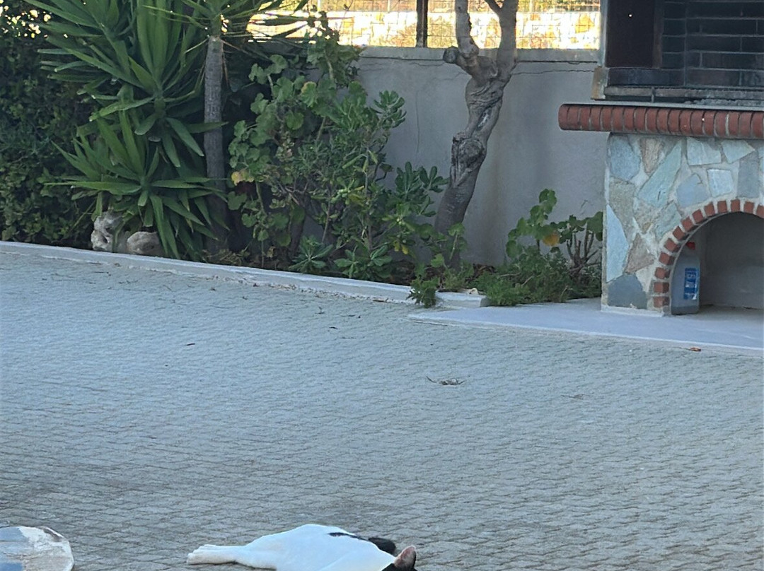 Cathrin Suites主图