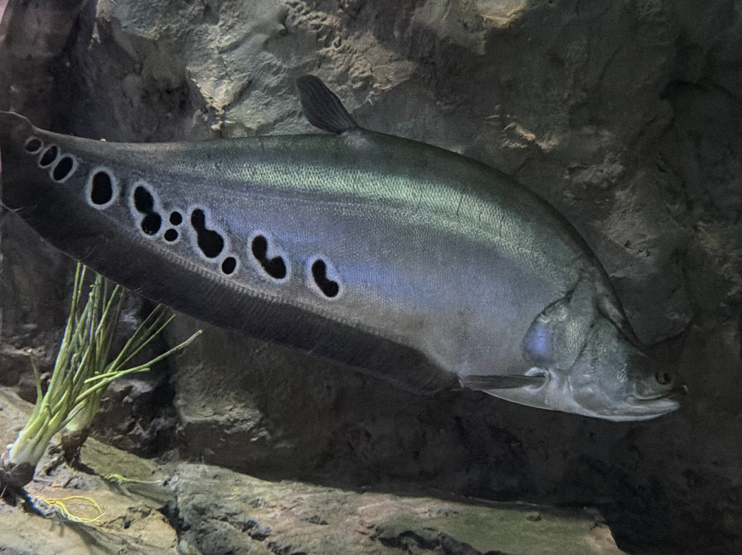 Marassi Aquarium & Underwater Zoo-Diyar Al Muharraq必去景点