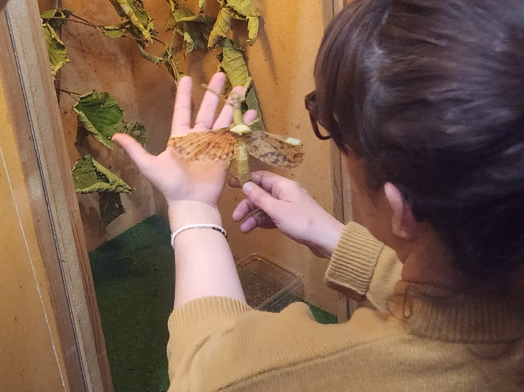 Insectarium de Lizio-Lizio必去景点