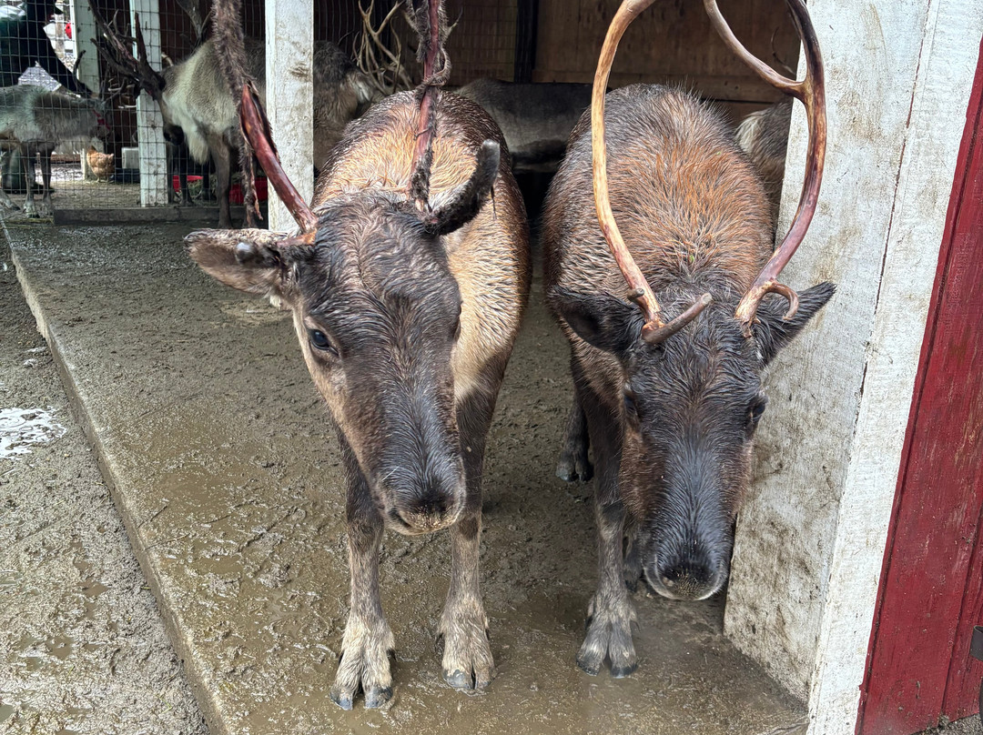 Leavenworth Reindeer Farm-莱文沃思必去景点