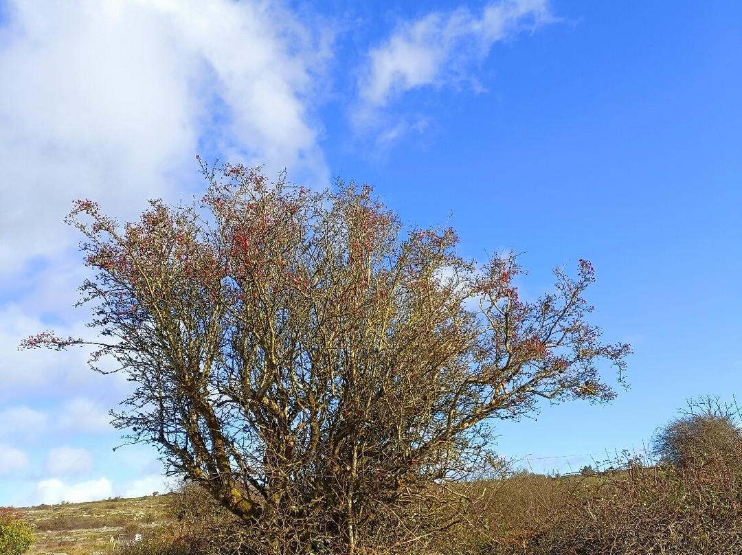 The Burren National Park-Corofin必去景点